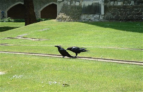 One raven grooms another in the yard.