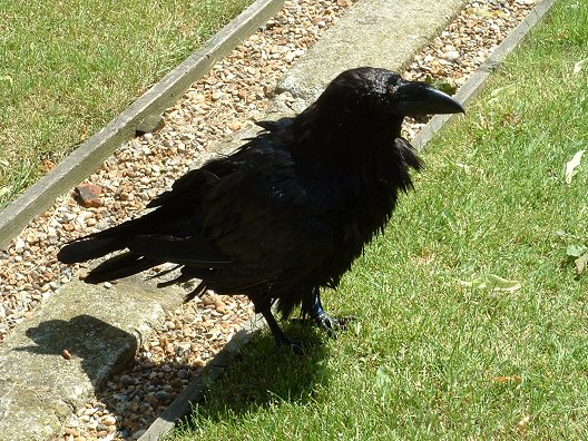 Close-up shot of a raven.