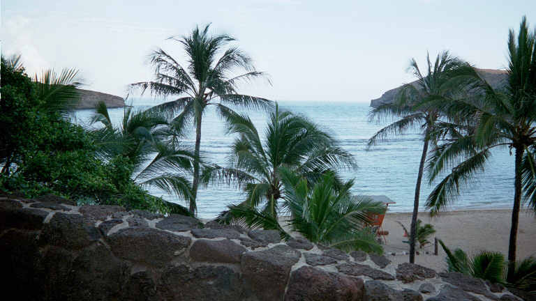 Palms overlooking the Bay