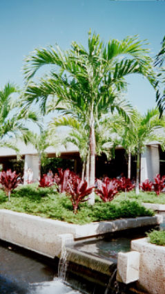 Palm Trees and Fountains